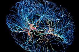 Neuroplasticidad y terapia con espejo